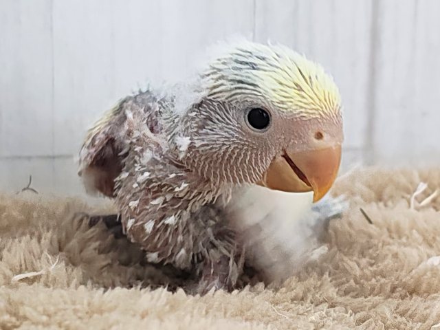 コザクラインコ（小桜インコ）