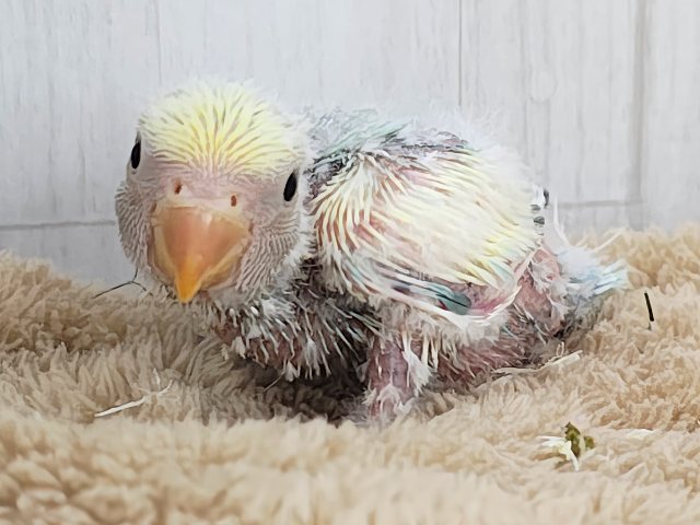 コザクラインコ（小桜インコ）