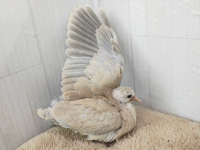 ジュズカケバト