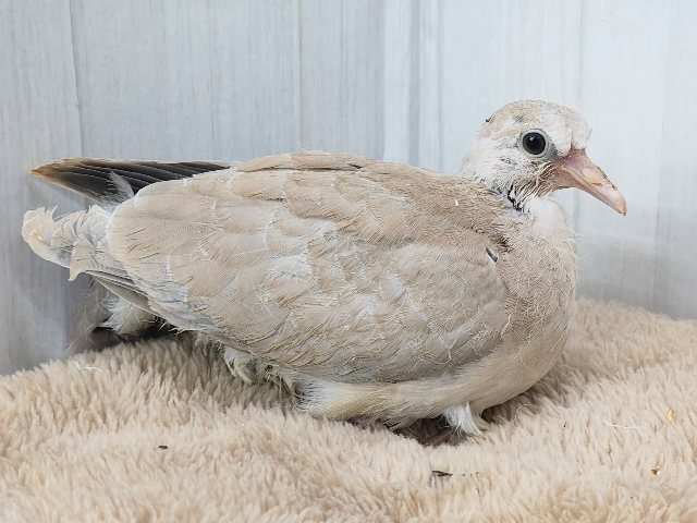 ジュズカケバト