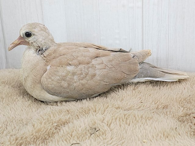 ジュズカケバト