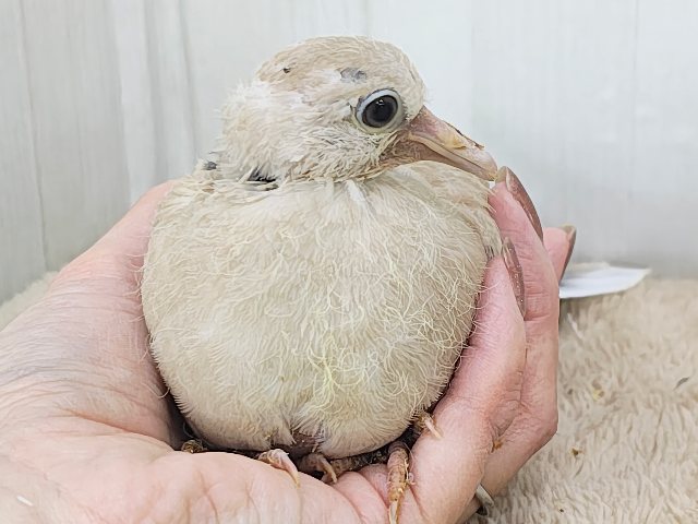 ジュズカケバト