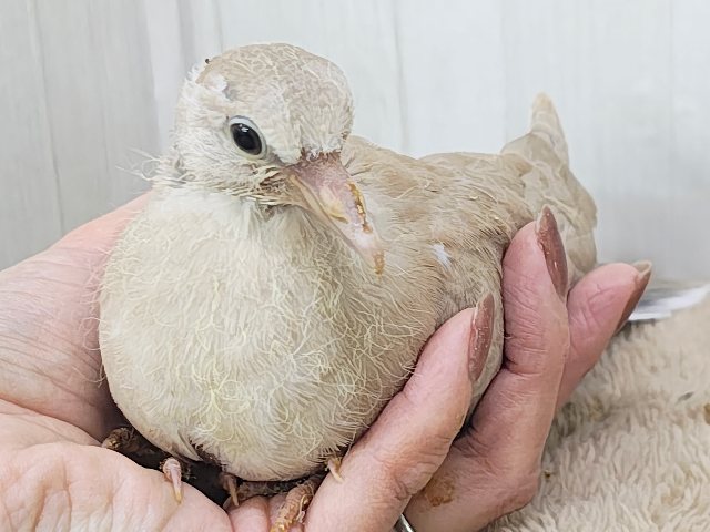 ジュズカケバト