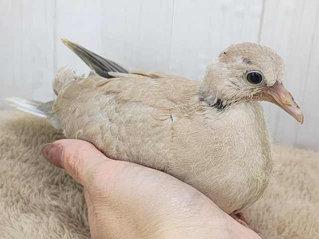 ジュズカケバト