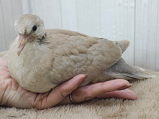 ジュズカケバト