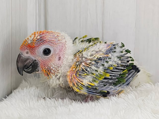 コガネメキシコインコ