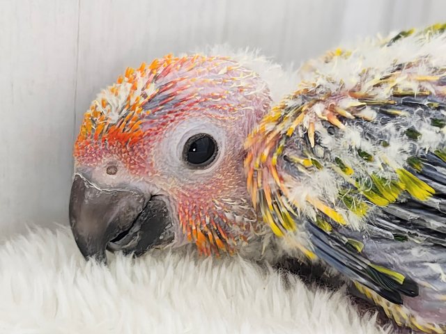 コガネメキシコインコ