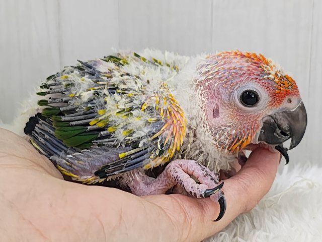 コガネメキシコインコ