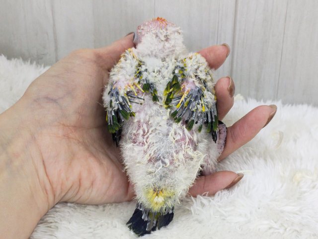 コガネメキシコインコ