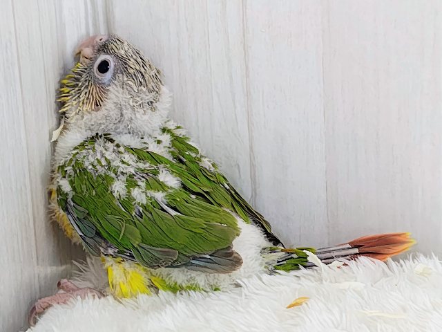 ■■■ ウロコインコ ■■■