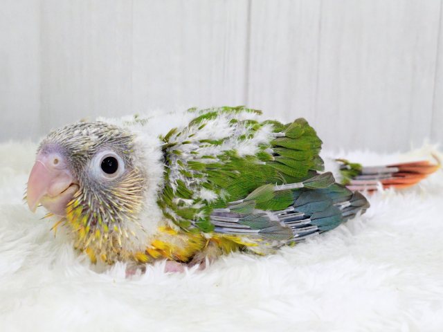 ■■■ ウロコインコ ■■■