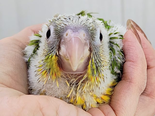 ■■■ ウロコインコ ■■■