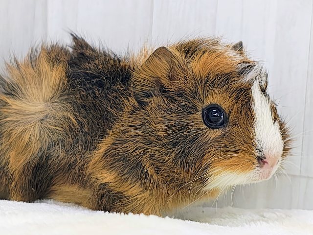 アビシニアンモルモット