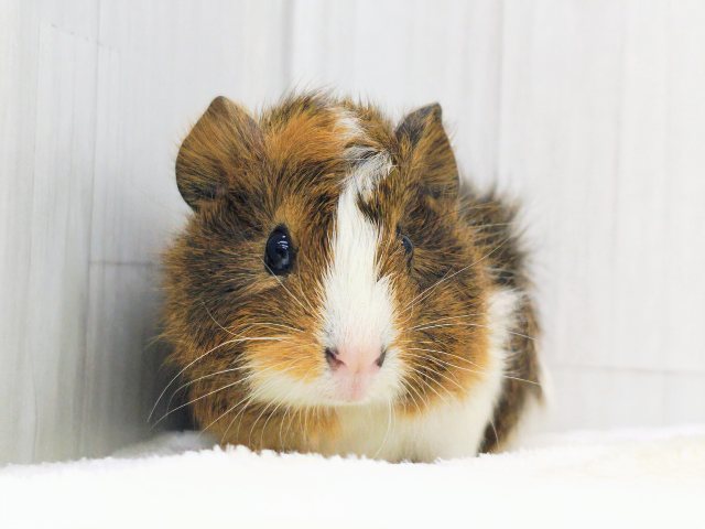 アビシニアンモルモット