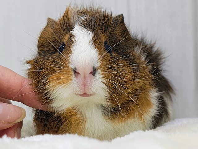 アビシニアンモルモット