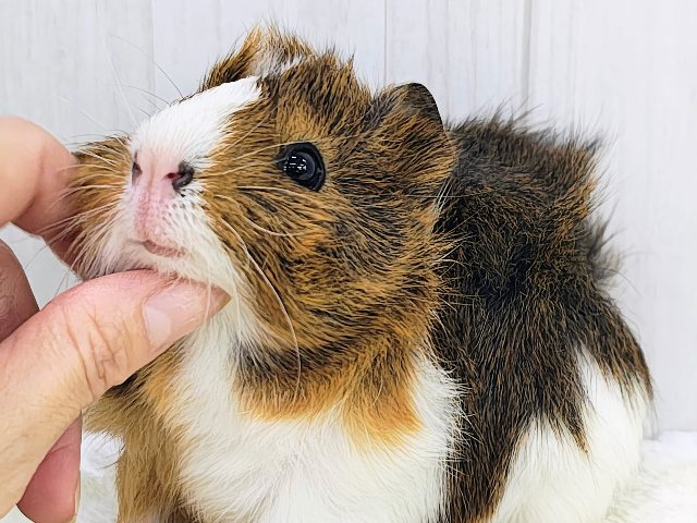 アビシニアンモルモット