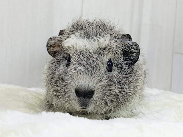 テディモルモット