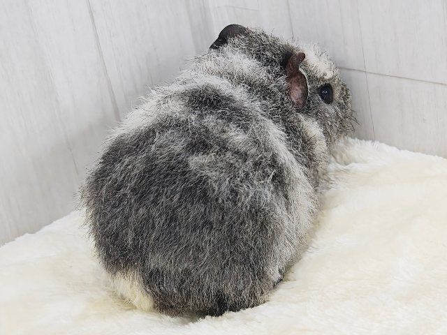 テディモルモット