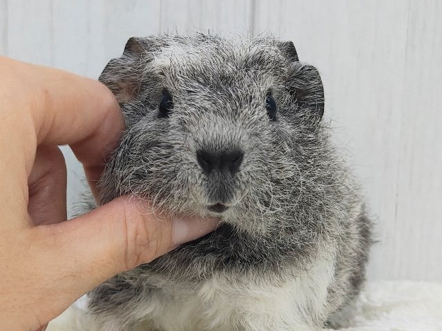 テディモルモット