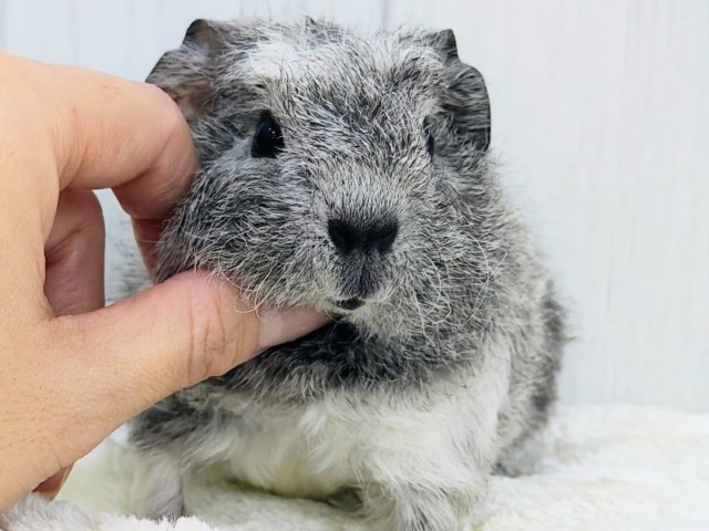 テディモルモット