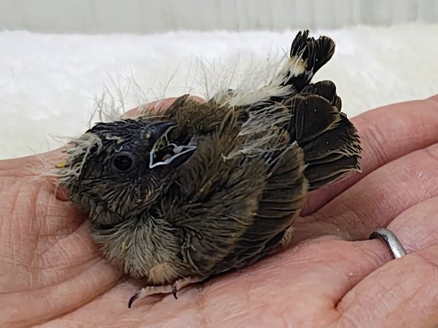 錦花鳥（キンカチョウ）