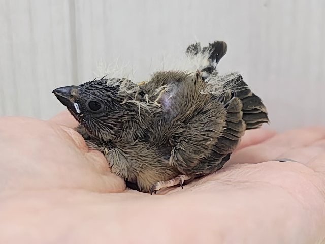 錦花鳥（キンカチョウ）