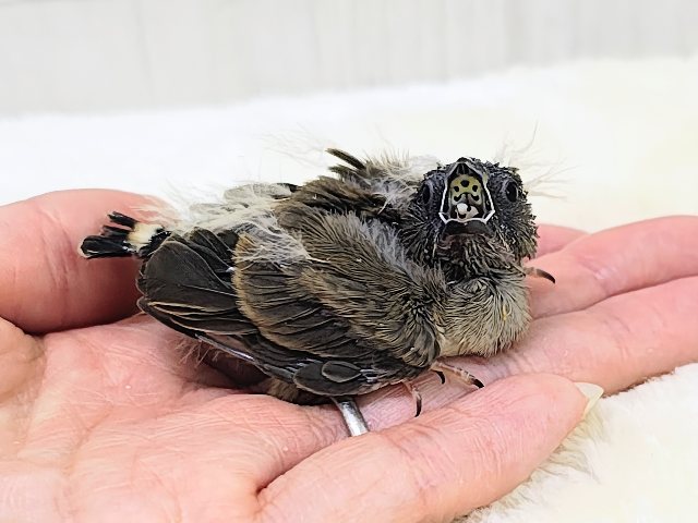 錦花鳥（キンカチョウ）