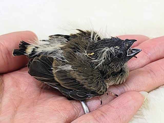 錦花鳥（キンカチョウ）