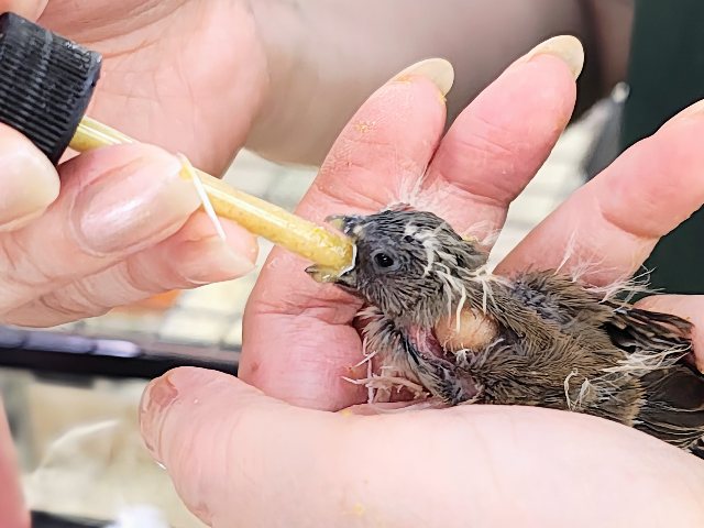 錦花鳥（キンカチョウ）