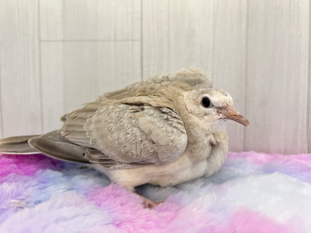 ジュズカケバト