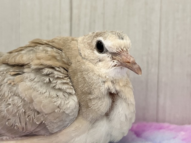 ジュズカケバト