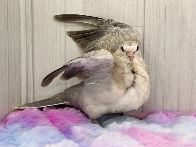 ジュズカケバト