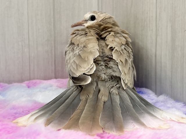 ジュズカケバト