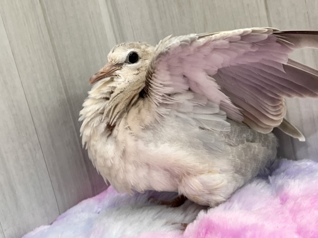 ジュズカケバト