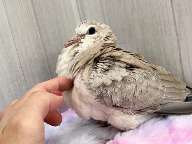 ジュズカケバト