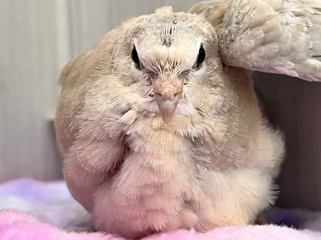 ジュズカケバト