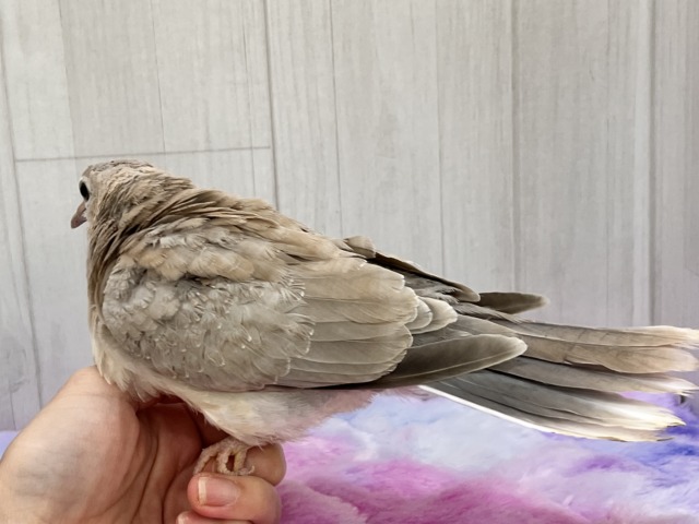 ジュズカケバト