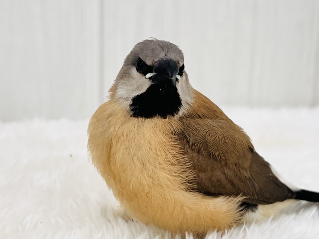シュバシキンセキチョウ