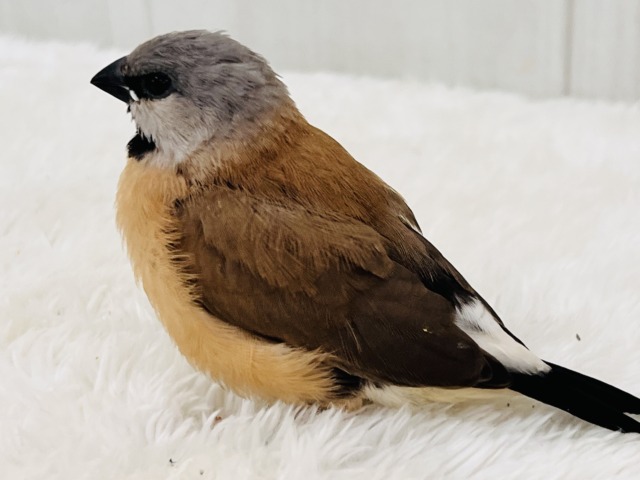 シュバシキンセキチョウ