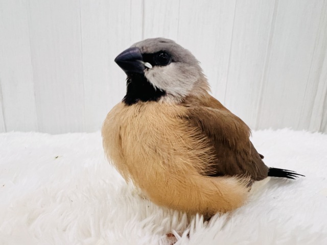 シュバシキンセキチョウ