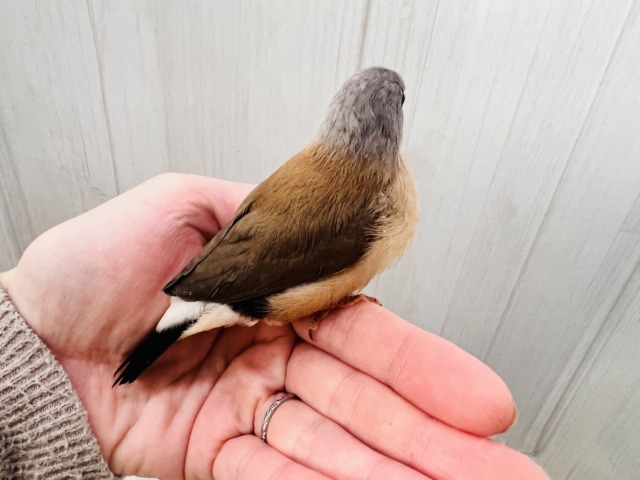 シュバシキンセキチョウ