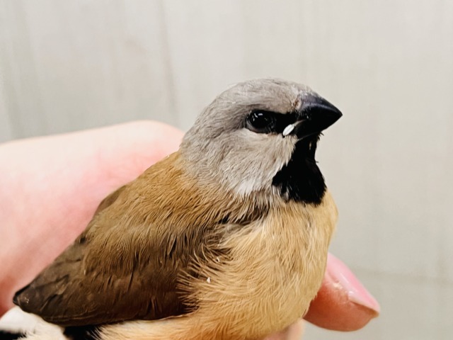 シュバシキンセキチョウ