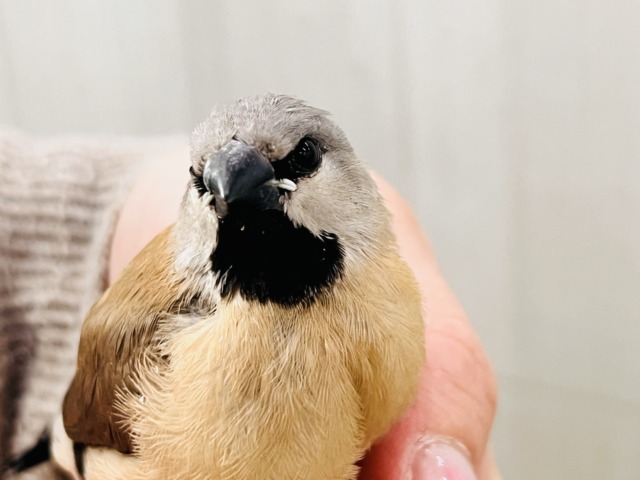 シュバシキンセキチョウ