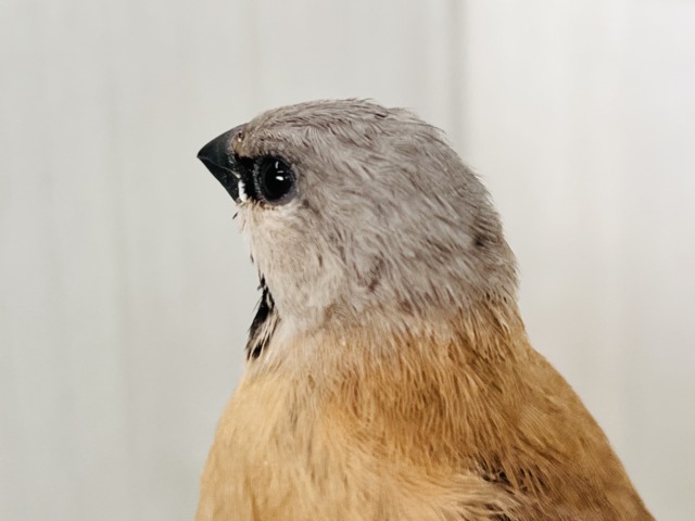 シュバシキンセキチョウ