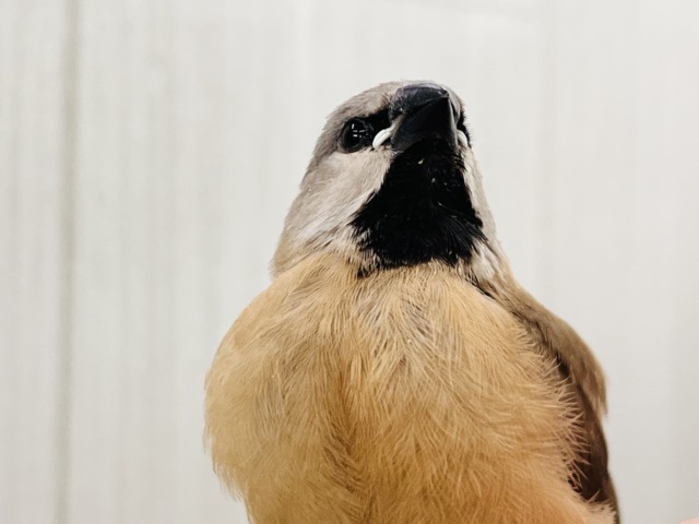 シュバシキンセキチョウ