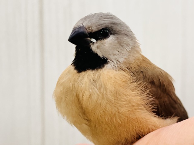 シュバシキンセキチョウ