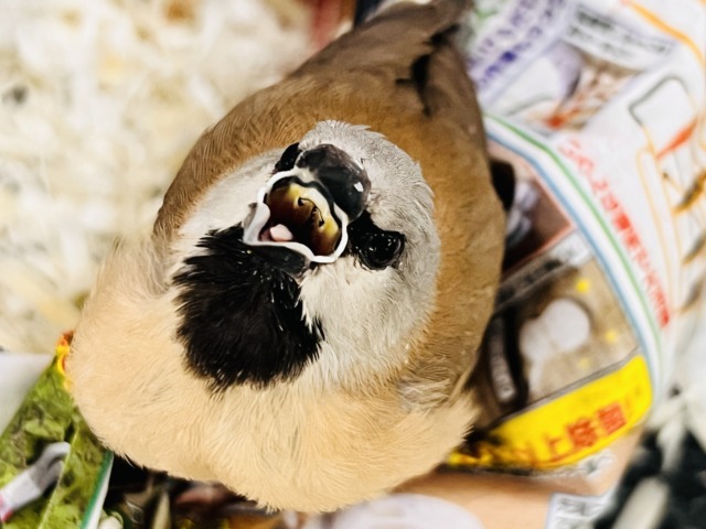 シュバシキンセキチョウ