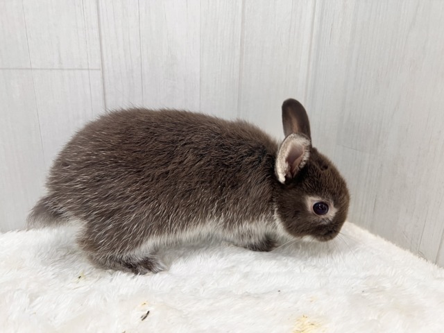 ネザーランドドワーフ