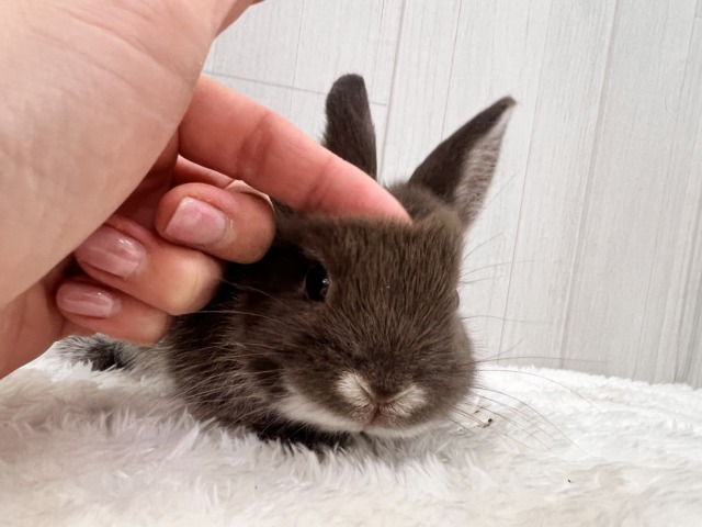 ネザーランドドワーフ