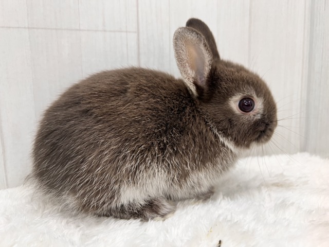 ネザーランドドワーフ